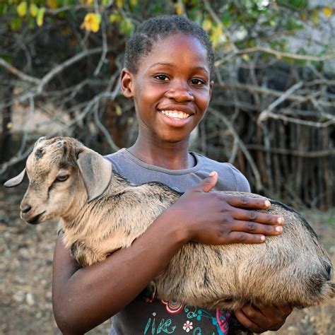 buy a goat for charity|donate a goat world vision.